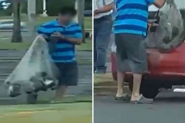 【動画あり】公園で投網を使いハト数十匹を捕まえるヤバい奴が撮影され炎上