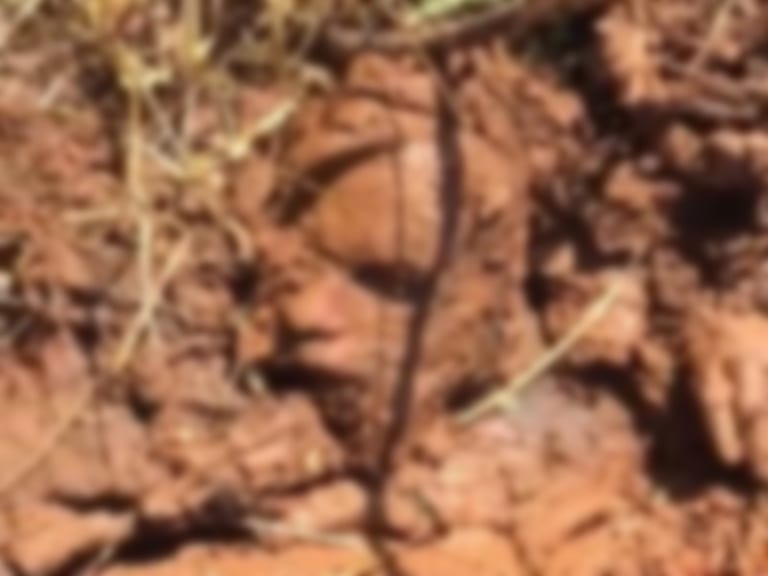 【閲覧注意】地球に吸収されて死んだ人間が発見される・・・嘘だろ・・・（動画あり）