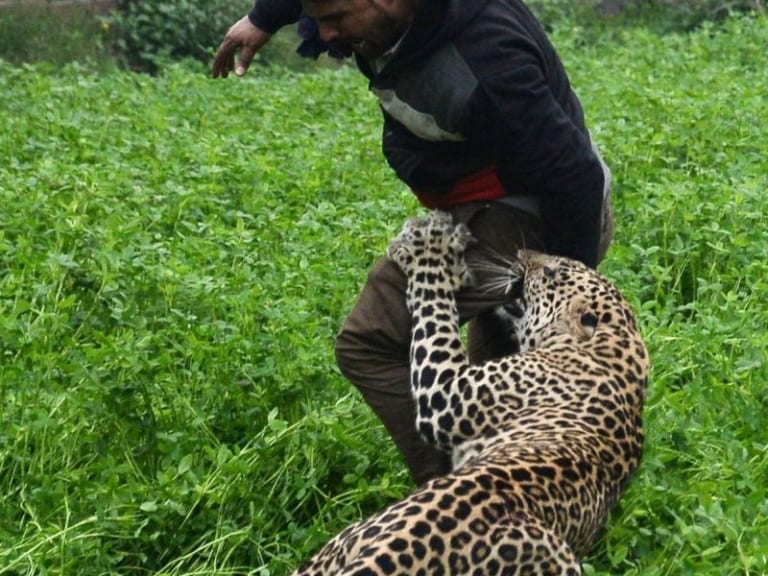 【衝撃映像】野生のヒョウが現れたインドの村がめちゃめちゃヤバい事になってる…