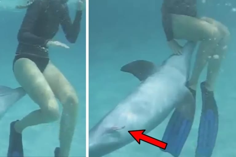 【逆獣姦】人間の女性に興奮した雄イルカ、とにかく怖い…（動画あり）