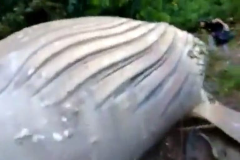 ガチで謎。アマゾンのジャングル内部で体長１１ｍのザトウクジラの死体が発見される