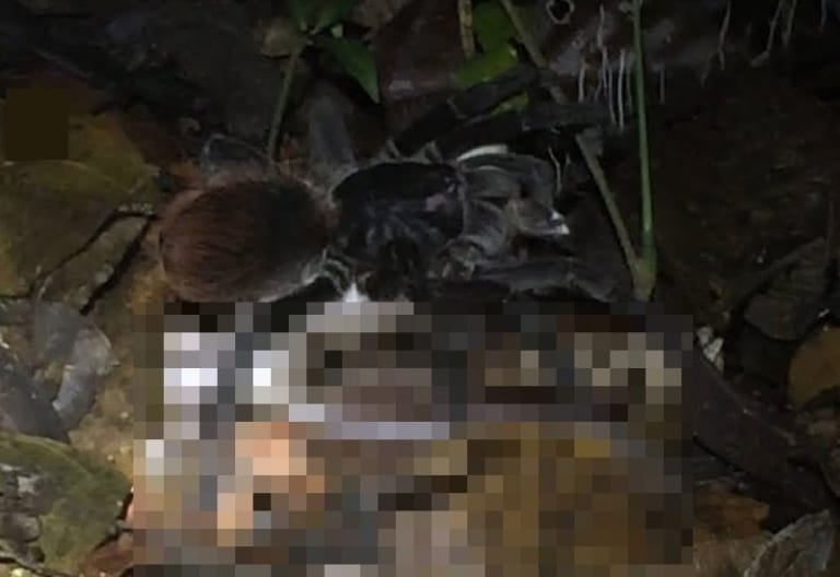 世界初！ 野生のタランチュラ、とんでもない生物を殺してしまう・・・（動画あり）