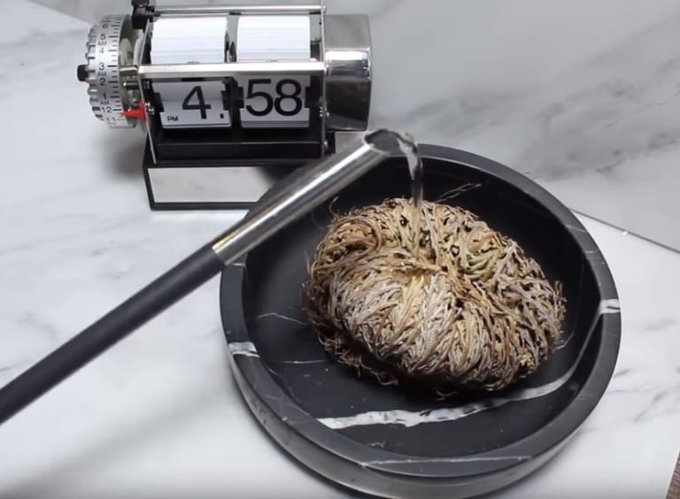 ”完全に乾燥した砂漠の植物” に水を掛けたらこうなる！！世界中で話題の動画