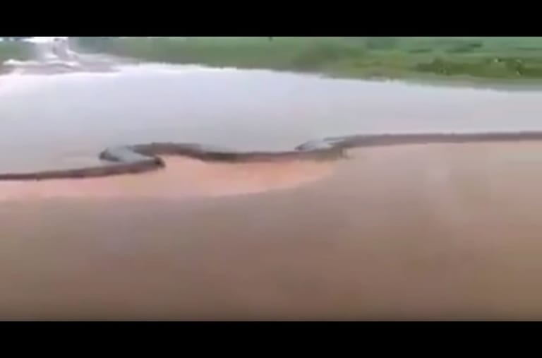 【驚愕】ブラジルで推定15mのアナコンダが激写され全世界で話題に！ 歴史上最大のヘビ「ティタノボア」との噂も