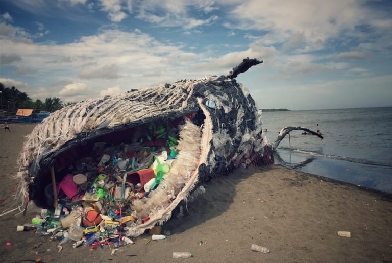 【衝撃】砂浜で死亡したクジラのお腹を切り開いたら、中にとんでもないものが・・・