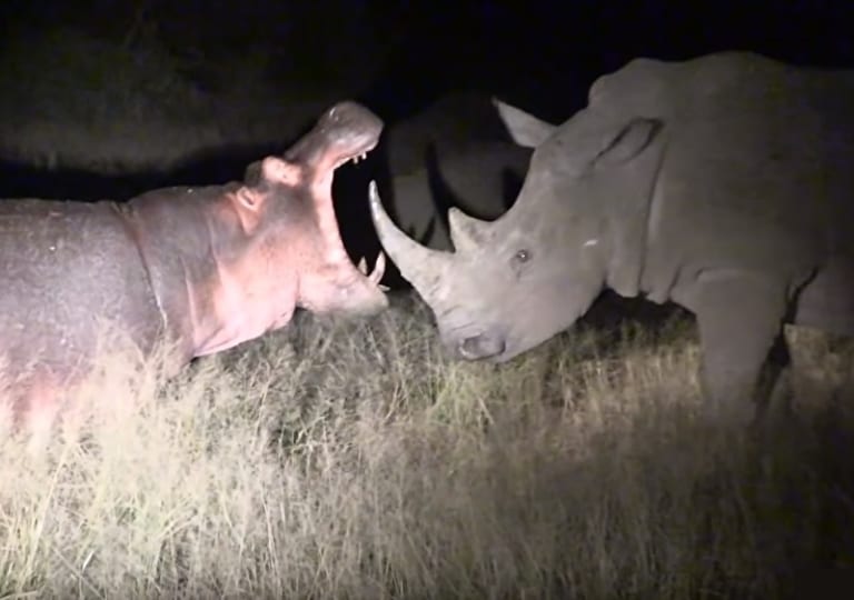 【動画】アフリカで「カバ」と「サイ」の戦い勃発！ ⇒ 圧倒的にコッチが強かった・・・
