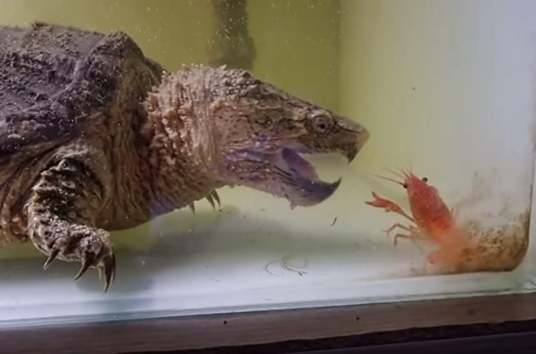【驚愕】ワニガメの水槽に ”コイツら” を入れた結果・・・（動画あり）