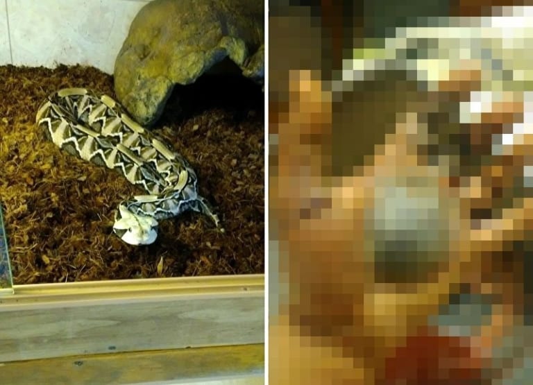 【閲覧注意】猛毒蛇「ガボンアダー」を飼ってた結果、五体不満足になりました
