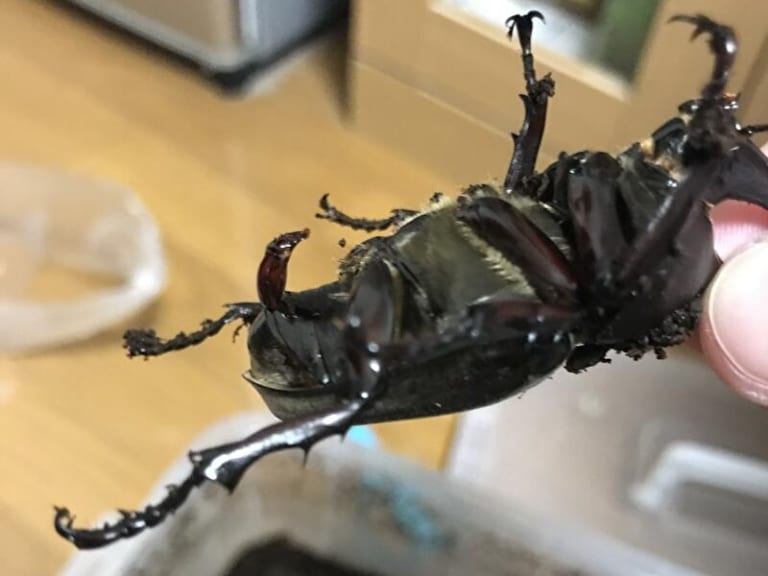 【貴重】カブトムシの交尾、”裏” から見たら凄かった・・・（動画あり）