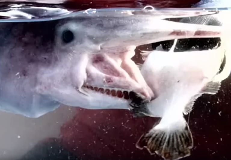 【貴重】幻のサメ「ゴブリンシャーク」がヒラメを噛む瞬間の映像がなんか怖い…