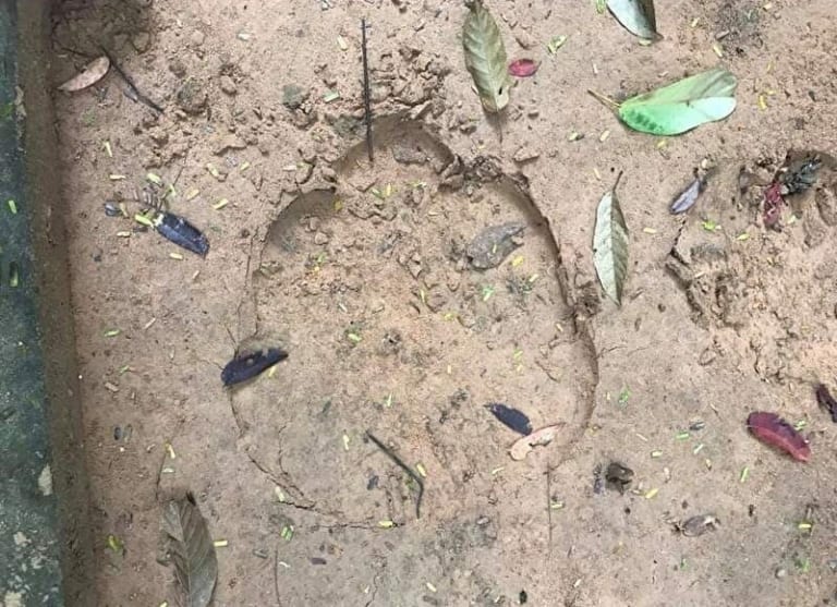 【閲覧注意】象に踏み潰された人間・・・・・・（画像あり）