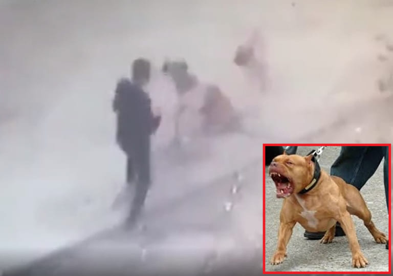 【衝撃】世界で最も狂暴な犬 vs. キックボクサーの夢の戦い ⇒ 勝ったのは・・・
