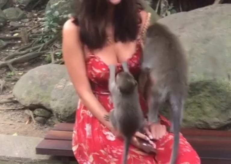 【動画】野生のサル、巨乳美女のおっぱいを揉みまくるｗｗｗ