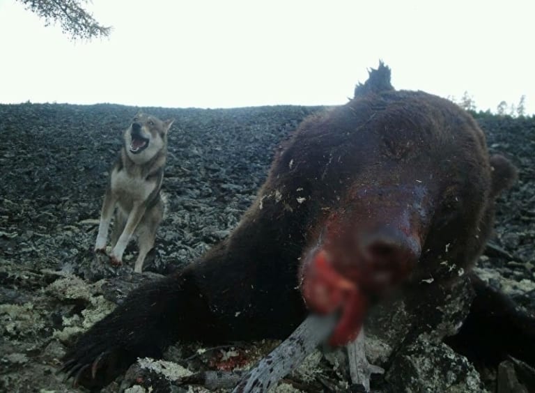 【超！閲覧注意】ヒグマ「人間は弱いから殺さずに生きたまま食べよう」（画像あり）