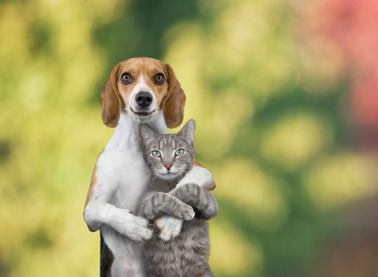 【狂気】犬と猫が交尾した結果・・・これは怖い・・・（動画）