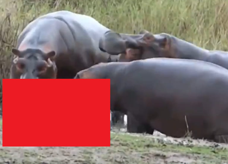 【衝撃】カバが地上最強生物なワケない ⇒ この肉食映像見て考えが変わった…