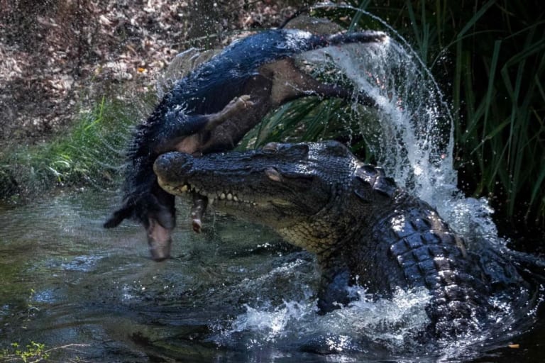 【驚愕】オーストラリアで０．５ｔのワニがブタを食う。躍動感が物凄い写真