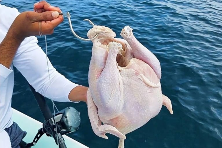 【驚愕】七面鳥を丸ごと1匹海に沈めたらどんな化け物が釣れると思う？凄いぞ…（動画）
