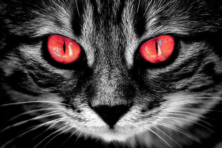 【超！閲覧注意】あなたが死んだ時、飼い猫が何をするか知ってますか？ヤバすぎる…