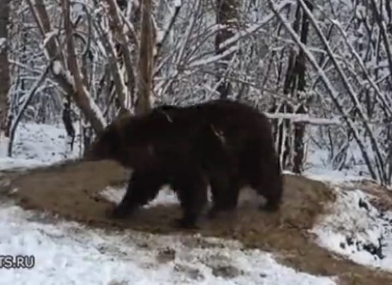 【闇深】動物園で20年飼われてたクマを野生に放したら怖い事し始めた