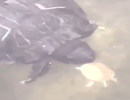 【閲覧注意】”黒い亀” しかいない池で、”白い亀” が生まれたらこうなるらしい…怖い…