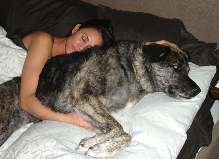 【閲覧注意】女「朝起きたら犬が私の体をほとんど食べていた…」とかいう恐怖画像