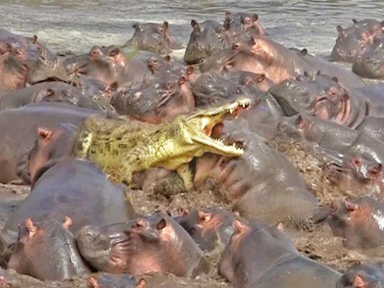 【衝撃】カバが地上最強生物なワケない ⇒ この戦闘映像見て考えが変わった…