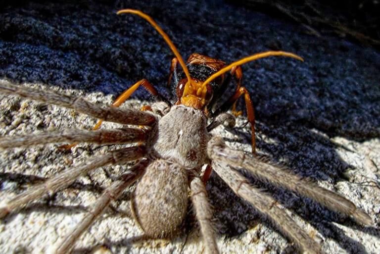 【野生】「スズメバチ」VS「タランチュラ」の殺し合い・・・マジかよこれ（動画あり）