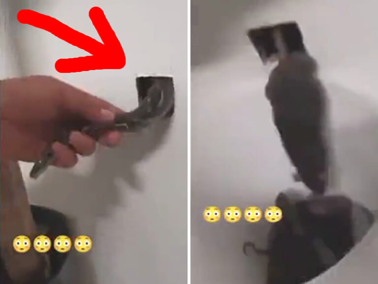【驚愕】ネズミだらけの家の壁の ”穴” に、飼ってるヘビ入れた結果ｗｗｗｗｗ