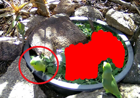 【閲覧注意】砂漠に ”飲み水” 置いてカメラセットしたら恐ろしい映像が撮れた