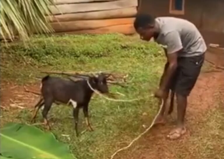 【閲覧注意】ヤギさん、一瞬で斬首される…（gif動画）