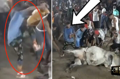 【閲覧注意】闘牛で死にかけの牛を蹴ったDQN君、顎の骨を粉砕される…（動画）