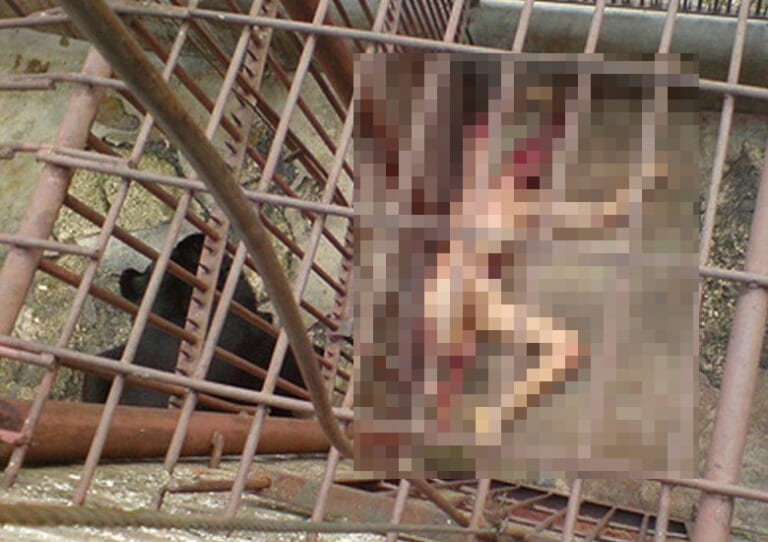 【閲覧注意】動物園の ”立入禁止区域” に入ったDQN客、とんでもない事になる（画像あり）