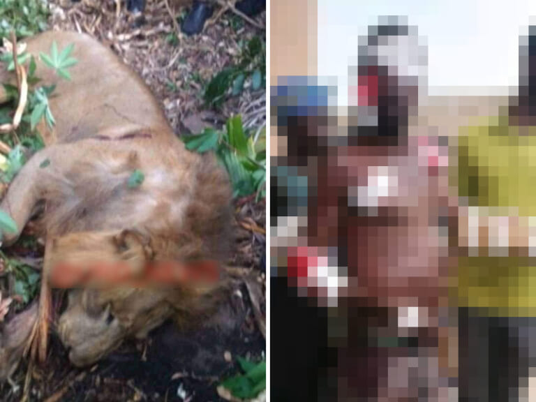 【閲覧注意】サバンナでライオンを素手で殴り殺した ”最強の人間” の姿をご覧ください…（画像）