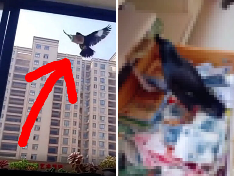 【驚愕】ペットのカラスに「外で金を拾ってくる」事を覚えさせた結果…集まった金を見てくれ
