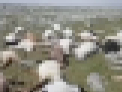 【超衝撃】530匹の羊の群れに雷が落ちた結果、とんでもない光景が撮影されてしまう…