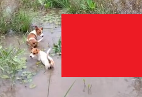 【衝撃】犬を散歩してたブラジル人、”化け物” が住む池に入ってしまいこうなる