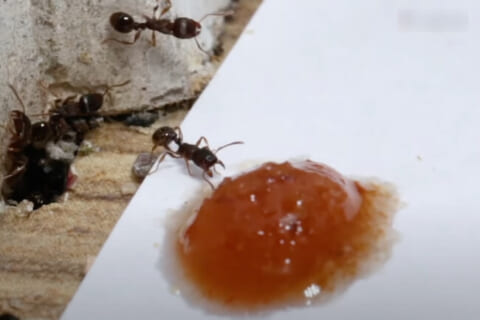 【実験】アリの巣に1200000スコヴィルの液体を垂らした結果…凄い事に…（動画）