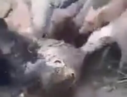 【衝撃映像】犬9匹 VS 肉食獣ジャガーの殺し合い。コッチの圧勝だった・・・