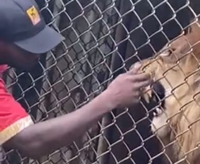 【閲覧注意】動物園でライオンの檻に手突っ込んだ超DQN、案の定こうなる…（衝撃動画）