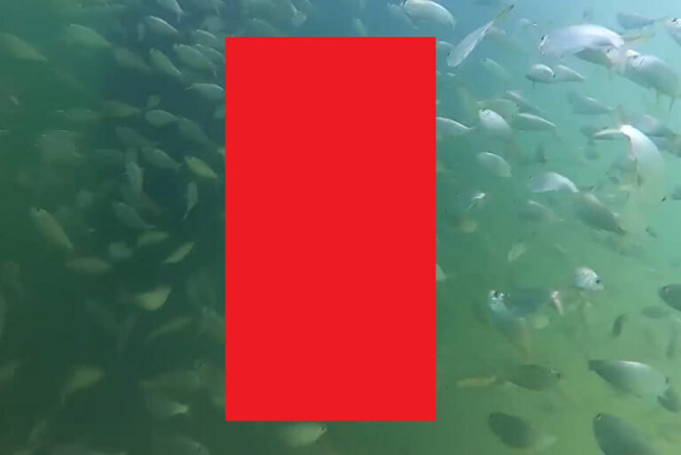 【恐怖】釣り人「いつもの釣り場にカメラ沈めたらとんでもない生物がいた…」（動画）