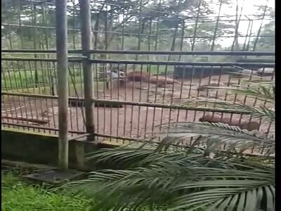 【閲覧注意】動物園でライオンに食べられた客の動画、ヤバすぎて震えた…（動画あり）