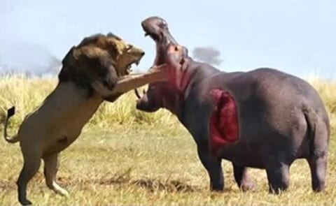 【動画】アフリカで「ライオン」と「カバ」の戦い勃発！ ⇒ 圧倒的にコッチが強かった・・・