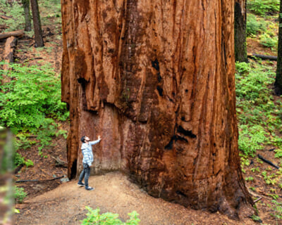 【閲覧注意】樹齢1000年の木、近付いた人間をとんでもない方法で殺してしまう