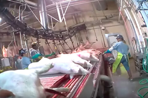 【閲覧注意】食肉工場の作業員「あ、ヤバい！肉挽き器に体が…」（動画あり）