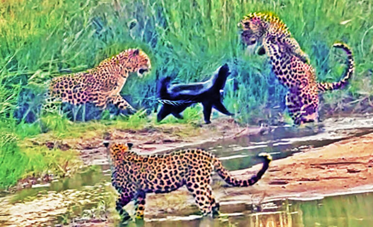 【驚愕】世界最強の生物「ラーテル」、ヒョウ3匹に勝ってしまう・・・（動画あり）