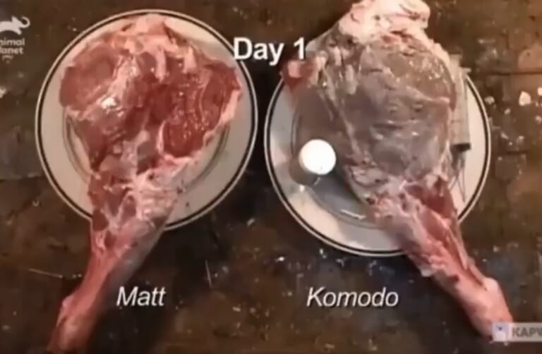 【驚愕】普通の肉とコモドオオトカゲに噛まれた肉を放置して比べたら…凄い事に…（動画）