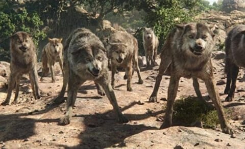 【閲覧注意】オオカミの群れに襲われた人間、体の80％を食べられた状態で発見される