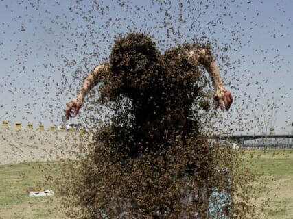 【閲覧注意】10000匹のミツバチに襲われて死亡したおじいちゃんの映像、まさに地獄（動画あり）
