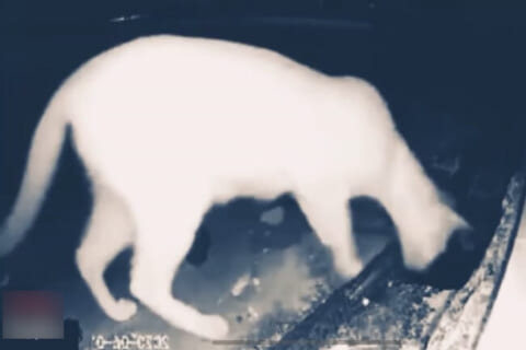 【衝撃映像】街中の下水道に顔を突っ込んだ猫 ⇒ ありえないモンスターに食われ死亡…